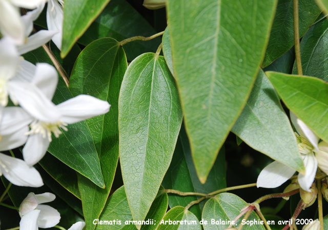 Clematis armandii