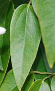 Clematis armandii