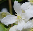 Clematis armandii