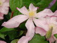 Clematis 'Rose Suprême'