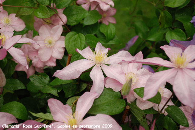 Clematis 'Rose Suprême'