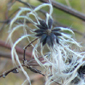 Clematis vitalba