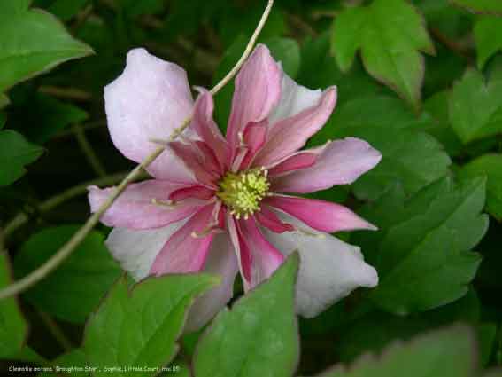 Clematis 'Broughton Star'