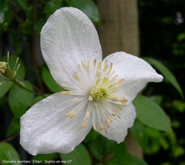 Clematis 'Elten'