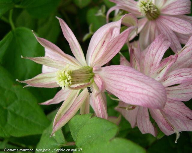 Clematis 'Marjorie'