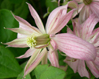 Clematis 'Marjorie'