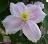 Clematis 'Mayleen'