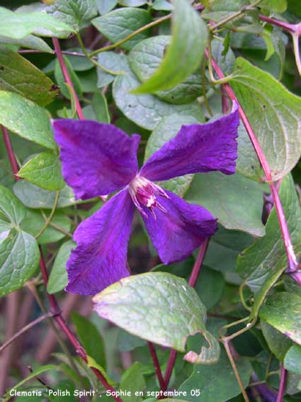 Clematis 'Polish Spirit'