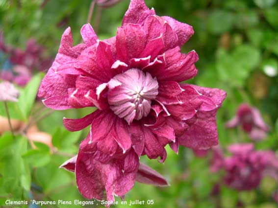 Clematis 'Purpurea Plena Elegans'