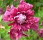 Clematis 'Purpurea Plena Elegans'