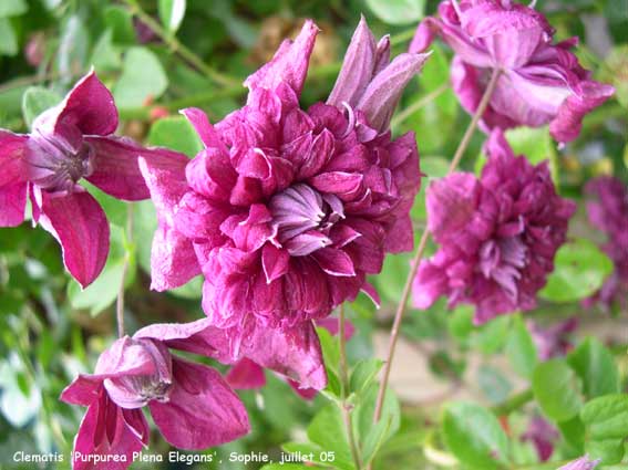 Clematis 'Purpurea Plena Elegans'