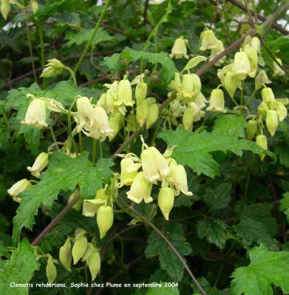 Clematis rehderiana