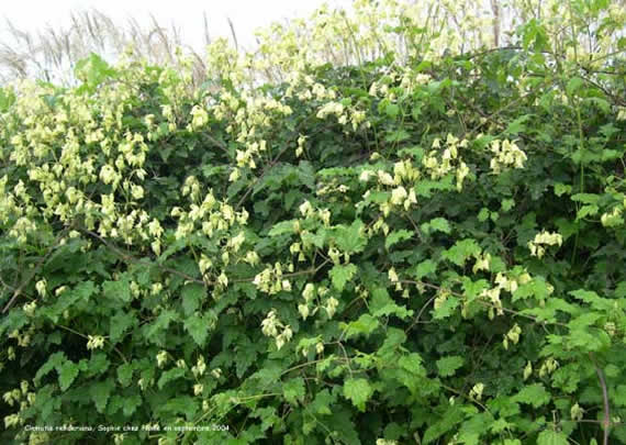 Clematis rehderiana