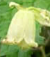 Clematis rehderiana