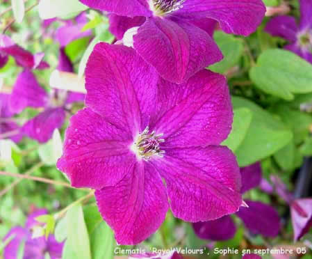 Clematis 'Royal Velours'