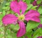 Clematis 'Sodertälje'