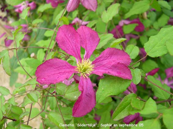 Clematis 'Södertälje'