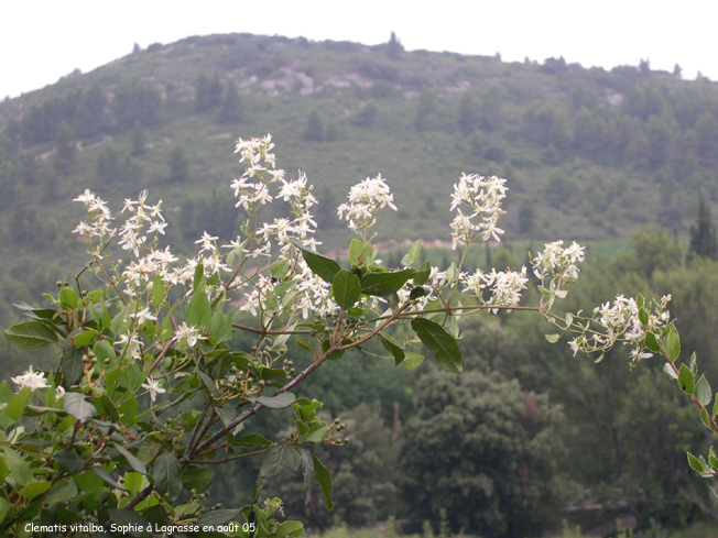 Clematis vitalba