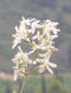 Clematis vitalba