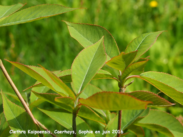 Clethra kaipoensis