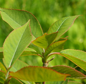 Clethra kaipoensis