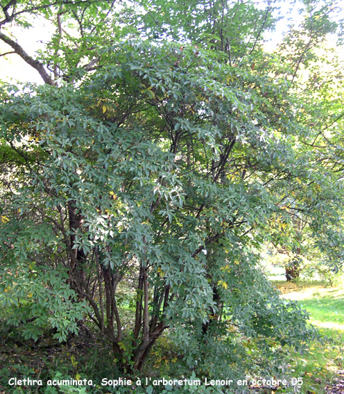 Clethra acuminata