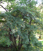 Clethra acuminata