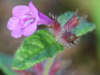 Clinopodium vulgare