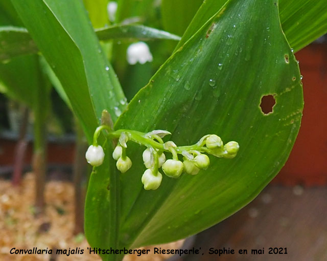 Convallaria majalis 'Hitscherberger Riesenperle'