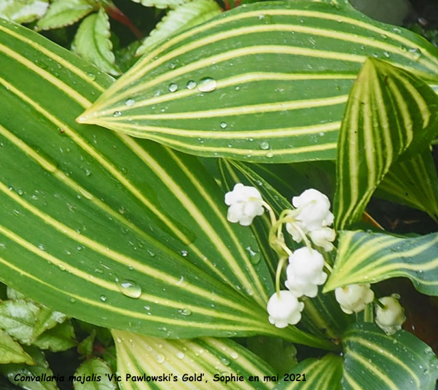 Convallaria majalis 'Vic Pawlowski 's Gold'