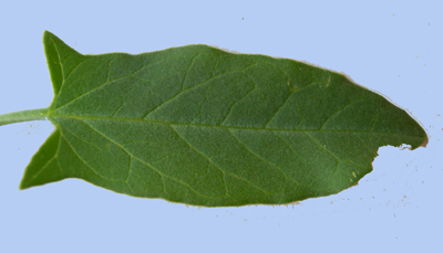 feuille d'un Convolvulus arvensis