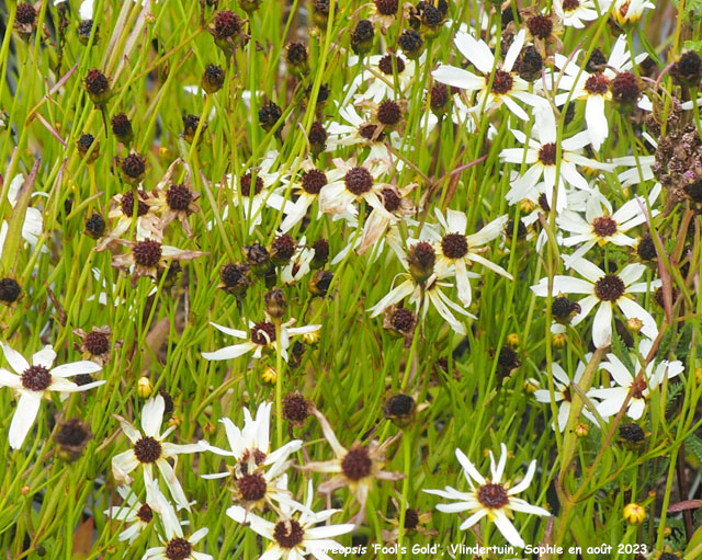 Coreopsis 'Fool's Gold'