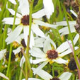 Coreopsis 'Fool's Gold'