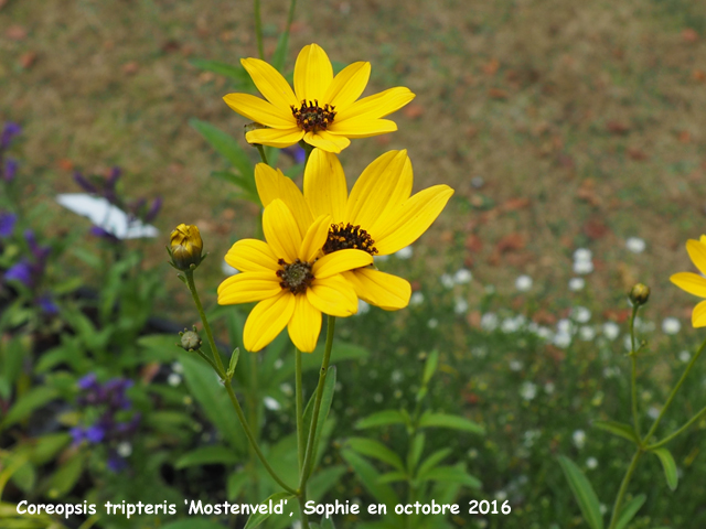 Coreopsis tripteris 'Mostenveld'