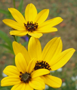 Coreopsis tripteris  'Mostenveld'