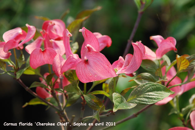 Cornus florida 'Cherokee Chief'