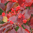 Cornus florida