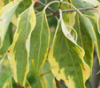 Cornus kousa 'Bonfire'