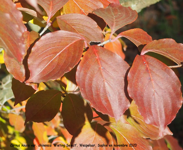 Cornus kousa var. chinensis 'Wieting Select'