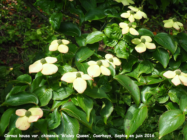 Cornus kousa var. chinensis 'Wisley Queen'