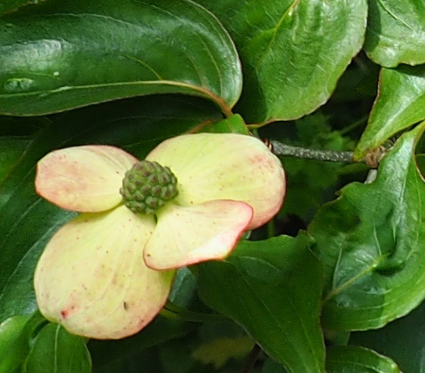 Cornus kousa var. chinensis 'Wisley Queen'