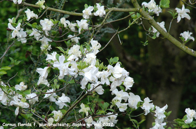 Cornus florida f. pluribracteata