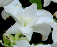 Cornus florida f. pluribracteata