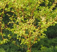 Cornus sanguinea 'Winter Flame Anny'