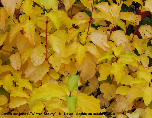 Cornus sanguinea 'Winter Beauty'