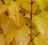 Cornus sanguinea 'Winter Beauty'