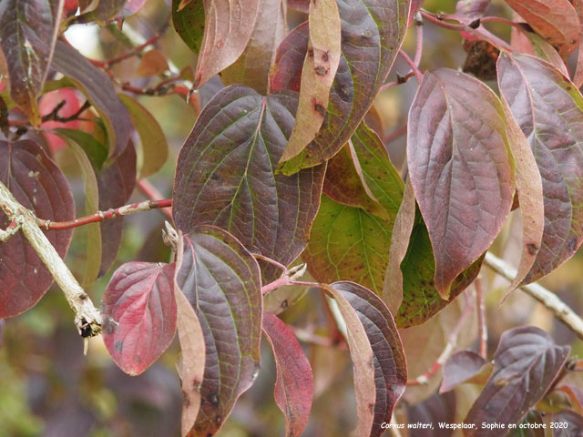 Cornus walteri