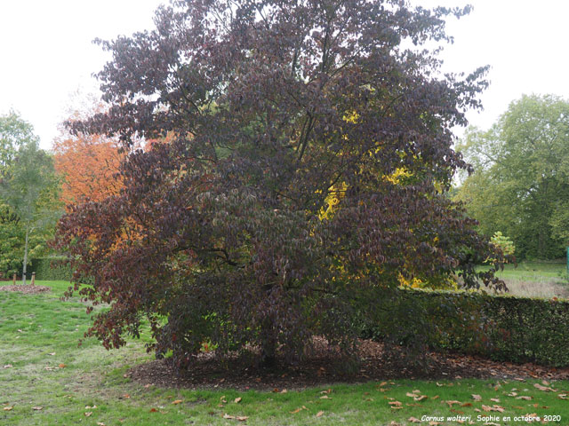 Cornus walteri