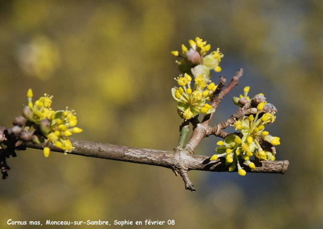 Cornus mas