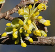 Cornus mas